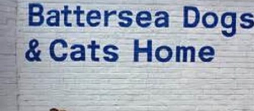 Battersea Dogs and Cats Home take in many animals