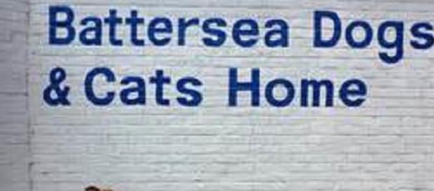 Battersea Dogs and Cats Home take in many animals Battersea Dogs and Cats Home take in many animals