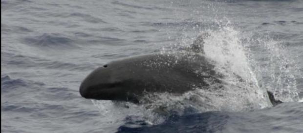 Las ballenas son sorprendentes mamíferos marinos Las ballenas son sorprendentes mamíferos marinos