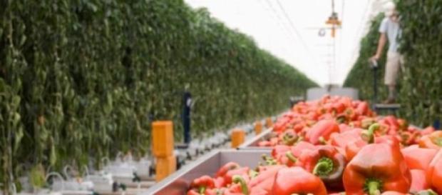 Alimentos europeus cada vez mais seguros Alimentos europeus cada vez mais seguros