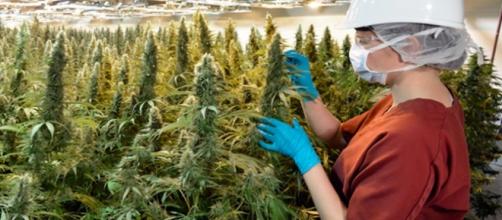 La coltivazione della marijuana