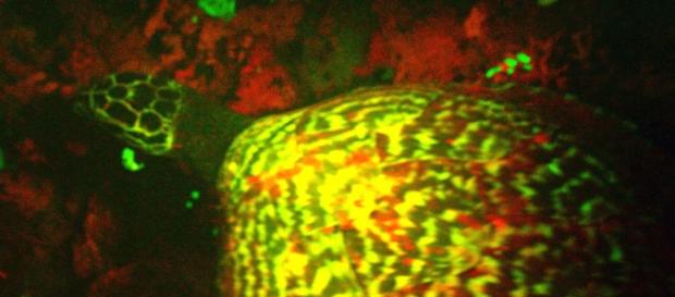 A tartaruga fluorescente do Pacífico. A tartaruga fluorescente do Pacífico.