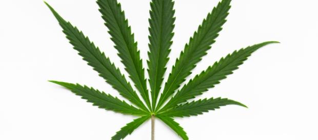 Cannabis sativa, pianta dai molteplici utilizzi Cannabis sativa, pianta dai molteplici utilizzi