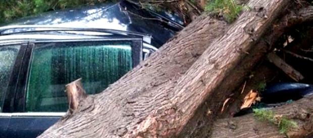 Caltanissetta, albero abbattutosi su un'auto Caltanissetta, albero abbattutosi su un'auto