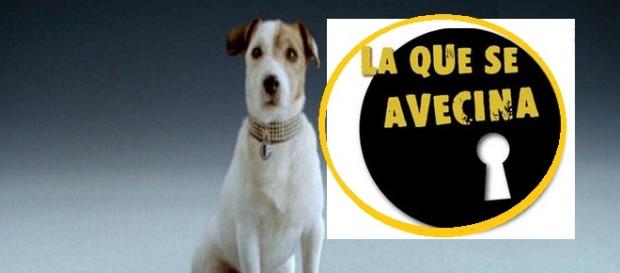 El perro mas famoso de la televisión El perro mas famoso de la televisión