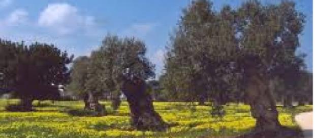 Gli ulivi del Salento continuano a produrre olio. Gli ulivi del Salento continuano a produrre olio.
