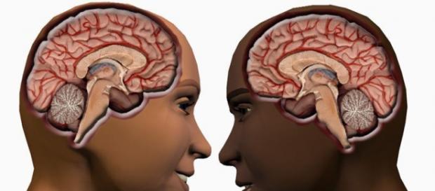 How Male Brain Is Different From Female Brain How Male Brain Is Different From Female Brain
