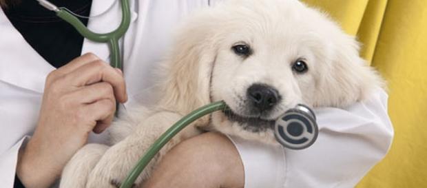 In arrivo il Pronto soccorso per animali In arrivo il Pronto soccorso per animali