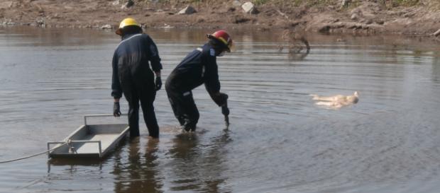 El cuerpo se hallaba atado a una plancha de metal El cuerpo se hallaba atado a una plancha de metal