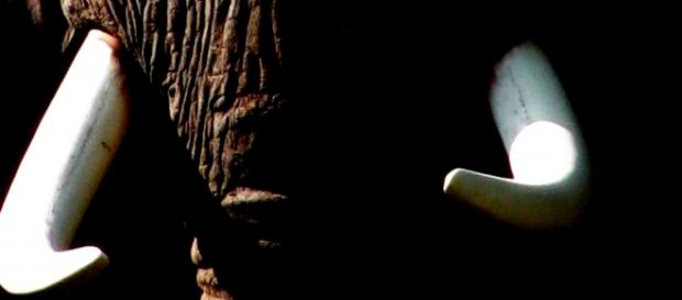 Image courtesy of Frank Flowers. African elephant Image courtesy of Frank Flowers. African elephant