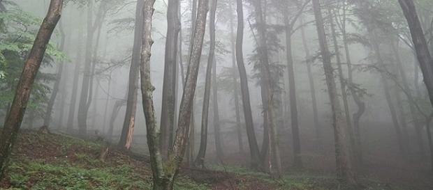 Victimele au fost găsite într-o pădure Victimele au fost găsite într-o pădure