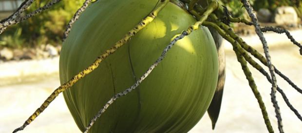 Kokosnuss an einer Palme am Strand Kokosnuss an einer Palme am Strand