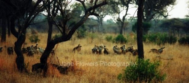 Image By Jane Flowers. Vultures Image By Jane Flowers. Vultures