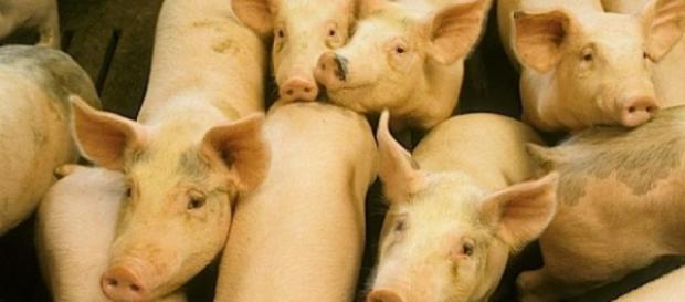 Molima care afectează mii de porci Molima care afectează mii de porci