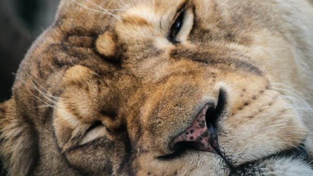 Leonessa abbattuta e sezionata