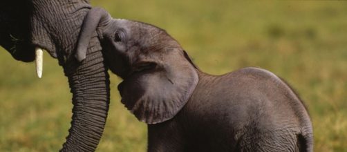Elefante, el secreto de las terapias antitumorales