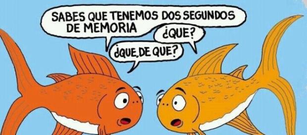 Broma sobre la supuesta poca memoria de los peces Broma sobre la supuesta poca memoria de los peces