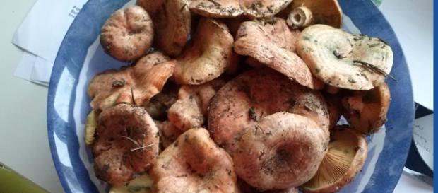 Los níscalos son muy apreciados en gastronomía Los níscalos son muy apreciados en gastronomía