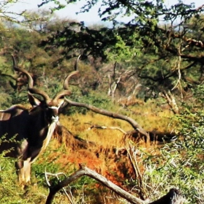 J.Flowers. Kudu antelope in Acacia Woodland