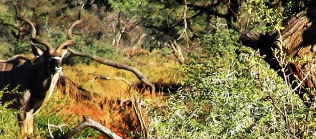 J.Flowers. Kudu antelope in Acacia Woodland J.Flowers. Kudu antelope in Acacia Woodland
