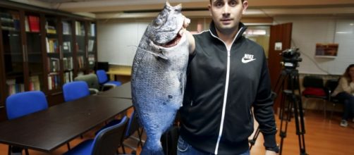 Il sarago più grande mai pescato. Sei kg!