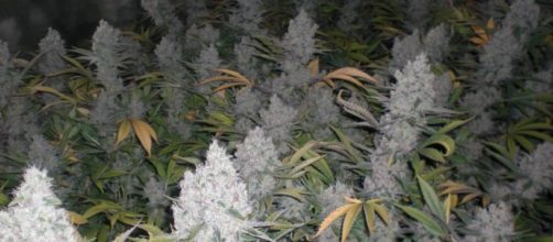 Piantine di cannabis verso la legalizzazione
