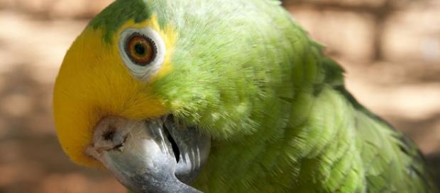 Gestão de Áreas Naturais Protegidas Gestão de Áreas Naturais Protegidas