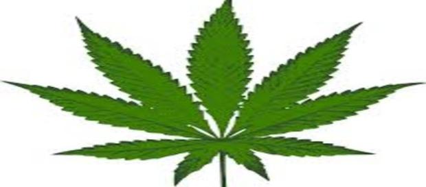 La marihuana se venderá en farmacias La marihuana se venderá en farmacias