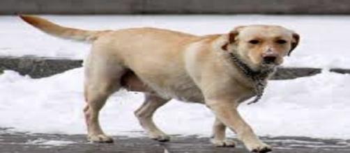 La pseudogestación afecta a una de cada dos perras