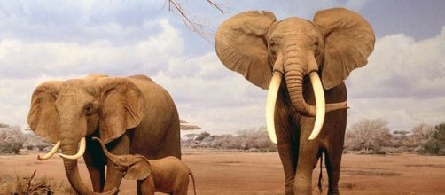 Gli elefanti ci aiuteranno a curare il cancro?