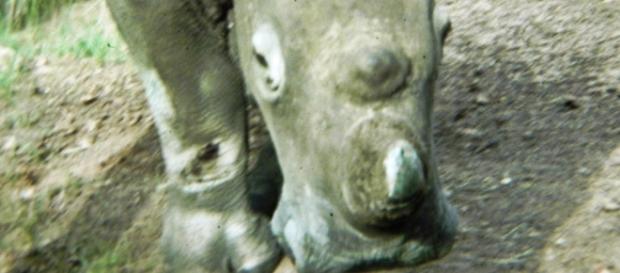 Image by Frank Flowers. Black Rhino Image by Frank Flowers. Black Rhino