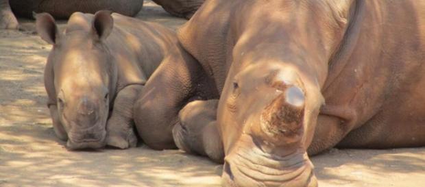 Rhinos at rest.Courtesy Future4rhinos Rhinos at rest.Courtesy Future4rhinos