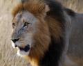 Guide in charge of Cecil the lion hunt fails in court bid.