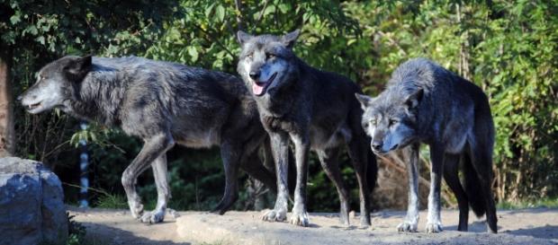 Image Pixabay commons No Attrition. Wolves Image Pixabay commons No Attrition. Wolves