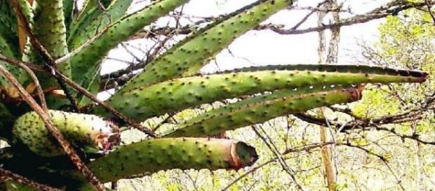Image Frank Flowers. African Aloe Image Frank Flowers. African Aloe