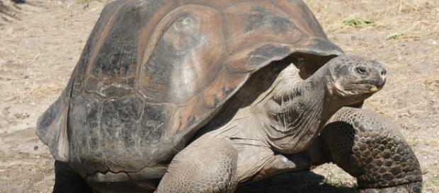 Tartaruga gigante em Galápagos Tartaruga gigante em Galápagos