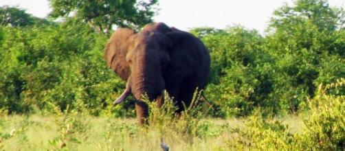 Image Frank Flowers. Elephant in Zimbabwe