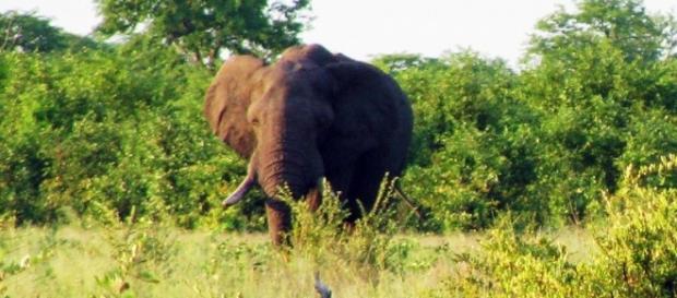Image Frank Flowers. Elephant in Zimbabwe Image Frank Flowers. Elephant in Zimbabwe