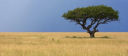 Un albero nella Savana africana