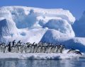La Antártida: al margen del deshielo