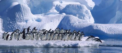 Pingüinos en el hielo de la Antártida