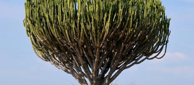 Euphorbia ingens by © Hans Hillewaert /. wikke Euphorbia ingens by © Hans Hillewaert /. wikke