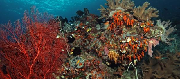 Healthy coral is full of life and very colorful Healthy coral is full of life and very colorful