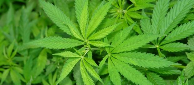 Marihuana: ¿Bitcoin le sirve a esta industria? Marihuana: ¿Bitcoin le sirve a esta industria?