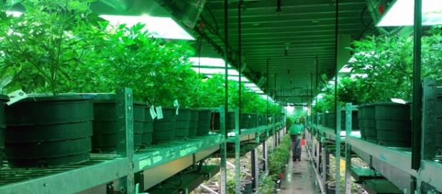 Cannabis. Pixabay commons. No attrition Cannabis. Pixabay commons. No attrition