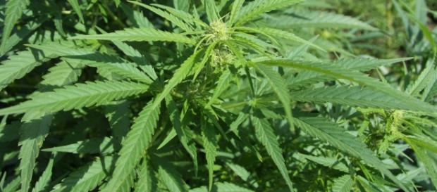 Planta possui propriedades medicinais. Wikimedia Planta possui propriedades medicinais. Wikimedia