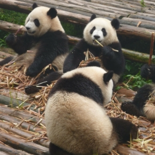 Image Pixabay commons. No attrition. Panda bears