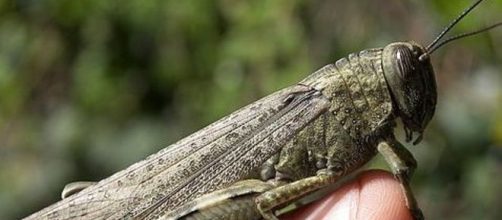 Cavallette sulle nostre tavole?