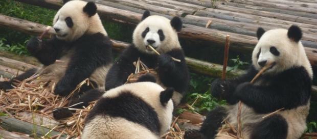 Image Pixabay commons. No attrition. Panda bears Image Pixabay commons. No attrition. Panda bears