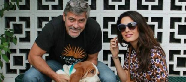 A mais nova mascote dos Clooney (Foto Reprodução) A mais nova mascote dos Clooney (Foto Reprodução)